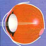 Оптическая система глаза человека.